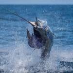 The Top 5 Sportsfishing Marinas of Costa Rica