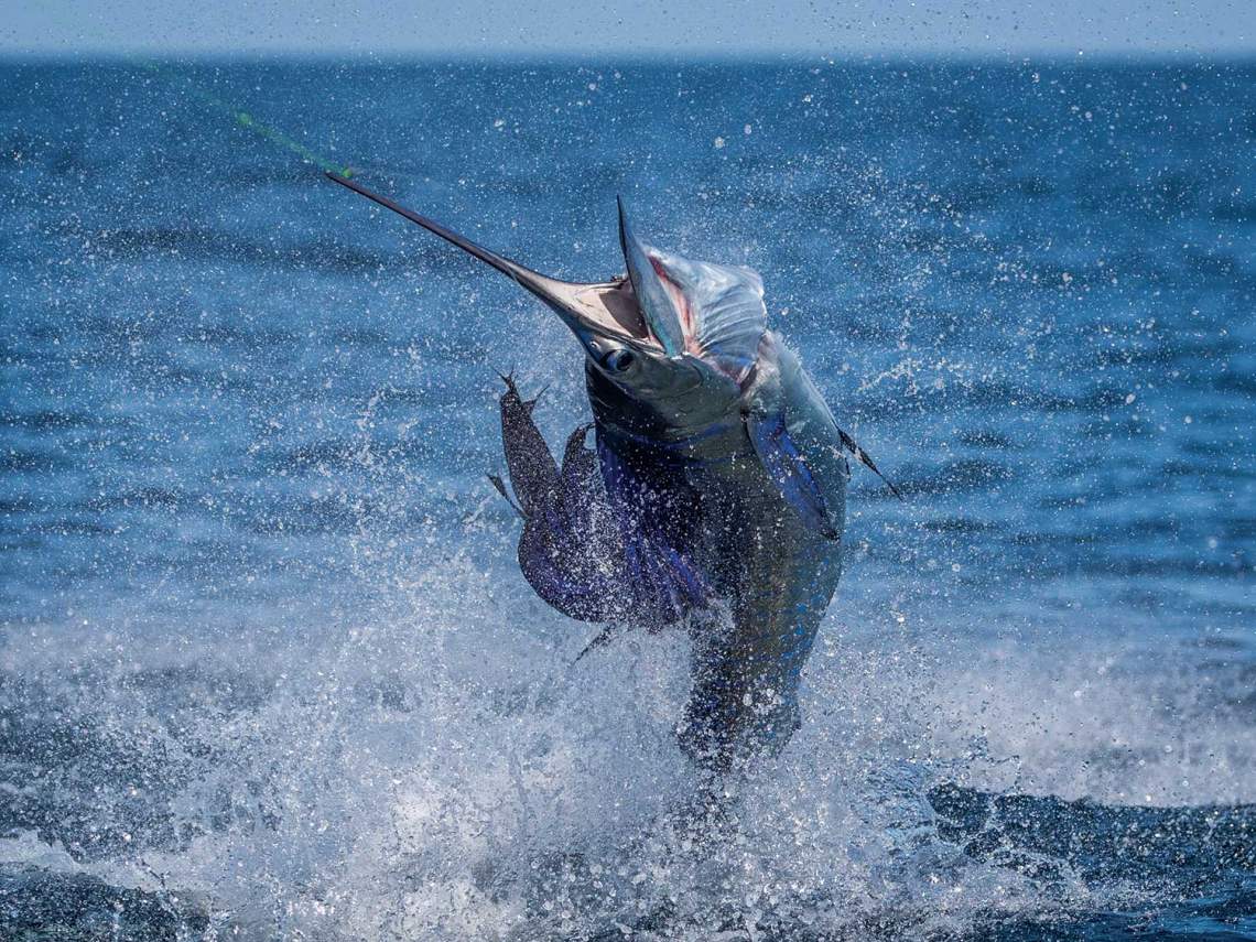 sport6fishing in costa rica - pez vela - sailfish